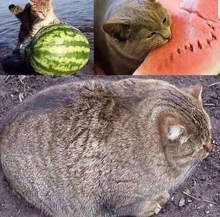 Meme: a cat pushes a watermelon, hugs a slice of it, then becomes a round, watermelon-shaped cat